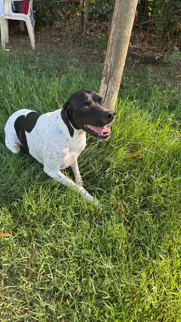 Razzo, simil Pointer 5 anni taglia media – dolce e socievole Foto 4